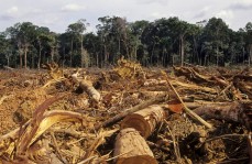 Deforestation-of the Amazon