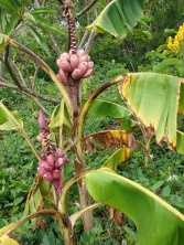 Musa velutina bananas are pink. They taste sweet but the seeds can chip a tooth