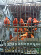 Beautiful Orange birds in Belo Horizonte's Mercado Central
