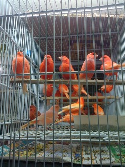 Beautiful Orange birds in Belo Horizonte's Mercado Central