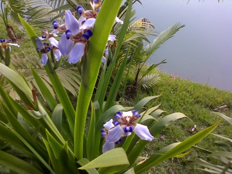 There are 5,000 types of flowers at Inhotim, including this blue tiger-print flower.