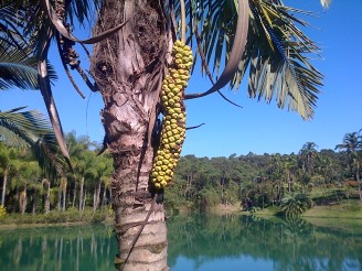 Fruit of the Palmeira-barriguda tree.